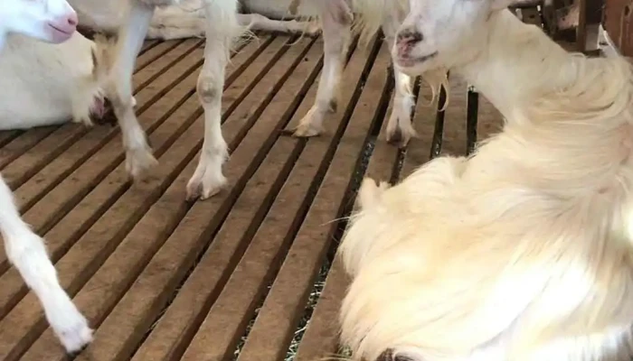 Nong Trai De Sua Dong Nghi Video - Tiền Giang
