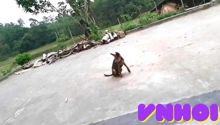 Nong Trai Gia Dinh Sy The Cua Chu So Huu - Yên Bái