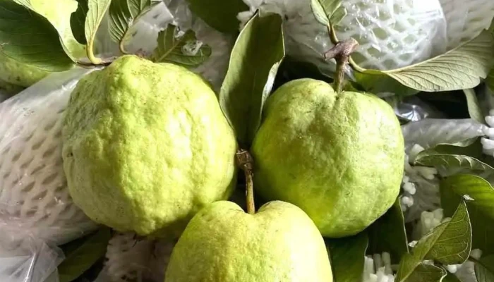Nong Trai Tu Hien Organic Chi Oi - Bình Dương