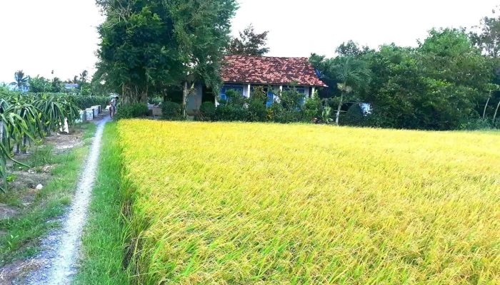 Nong Trai Xanh Hai Dong Cua Chu So Huu - Tiền Giang