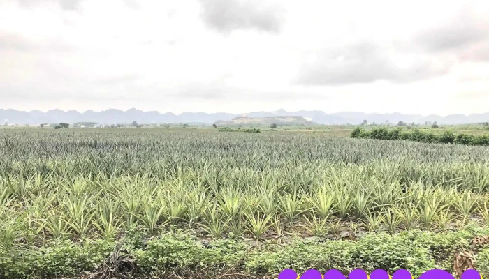 Nong Truong Dong Giao Tat Ca - Ninh Bình