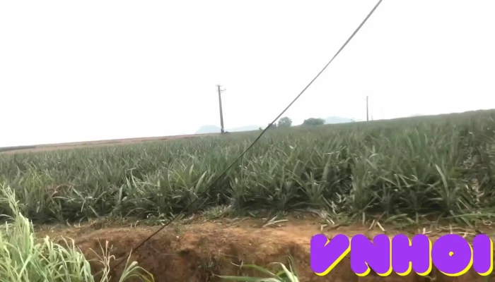 Nong Truong Dong Giao Video - Ninh Bình