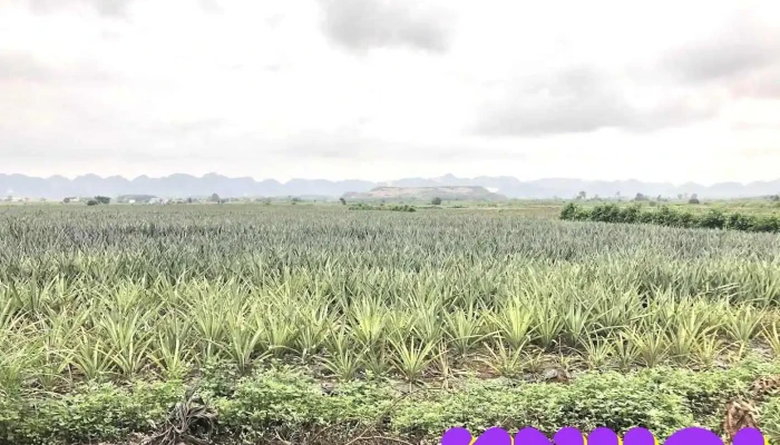 Nông trường Đồng Giao - Ninh Bình