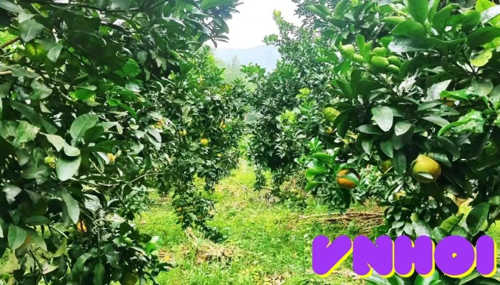 Nông Trại Gia Đình Sỹ Thể - Yên Bái