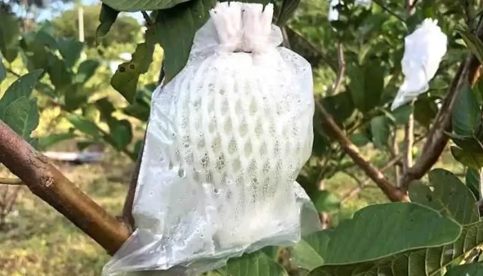 Nông trại Tư Hiền Organic - Bình Dương