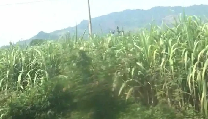 Nui Doi Thoi -  Video - Hòa Bình