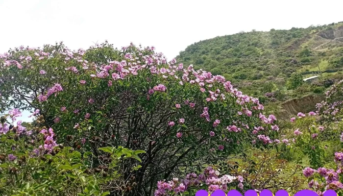 Nui Tau Nui - Bình Thuận