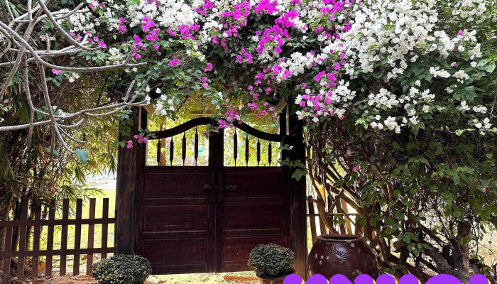 Orchid Phong Lan -  Cua Chu So Huu - Bình Thuận