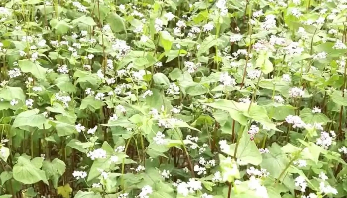 Phim Truong Chuyen Cua Pao Moi Nhat - Hà Giang