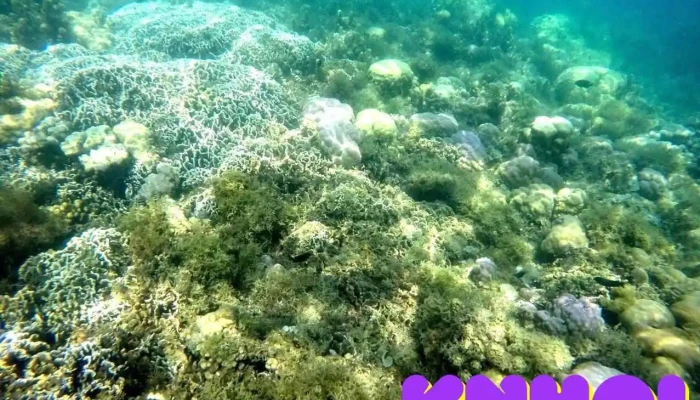 Phu Quoc Daily Trip - Kiên Giang