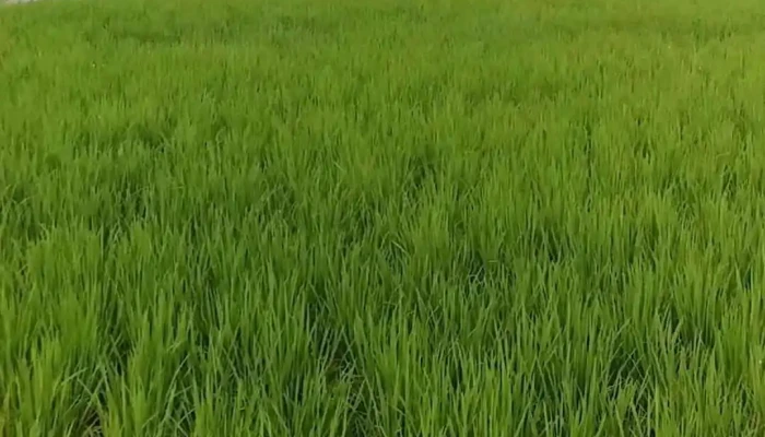Phu Tho Bac Video - Cà Mau