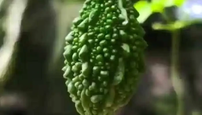 Phuc Sinh Homestay Video - Bến Tre