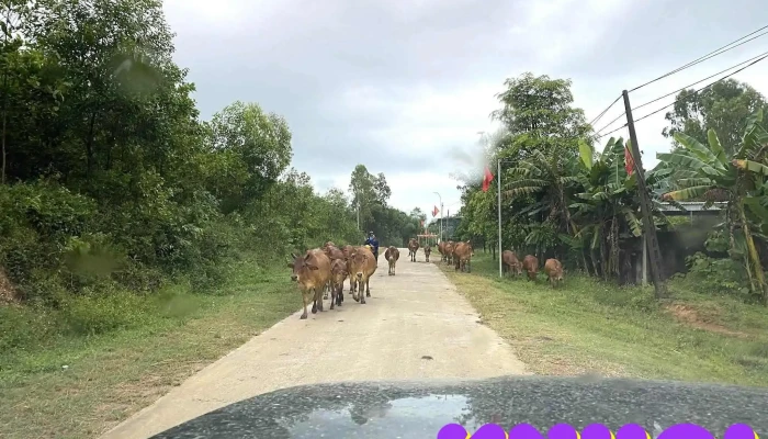 Quynh Luu Tat Ca - Nghệ An