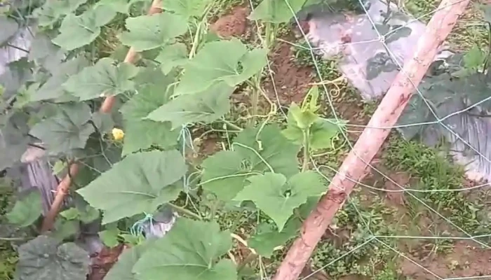Quynh Luu Video - Nghệ An