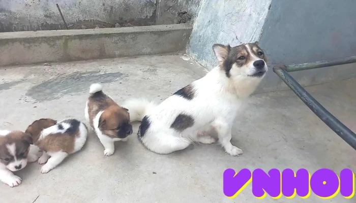 Quynh Thang Video - Nghệ An