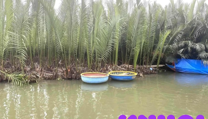 Rung Dua Bay Mau Tat Ca - Quảng Nam