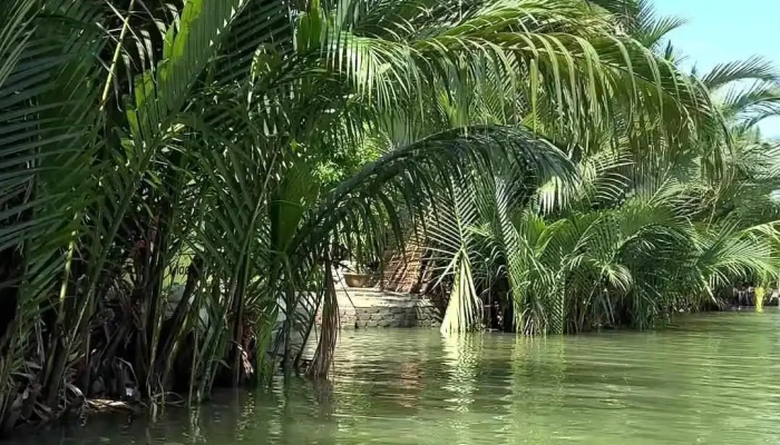 Rung Dua Bay Mau Video - Quảng Nam