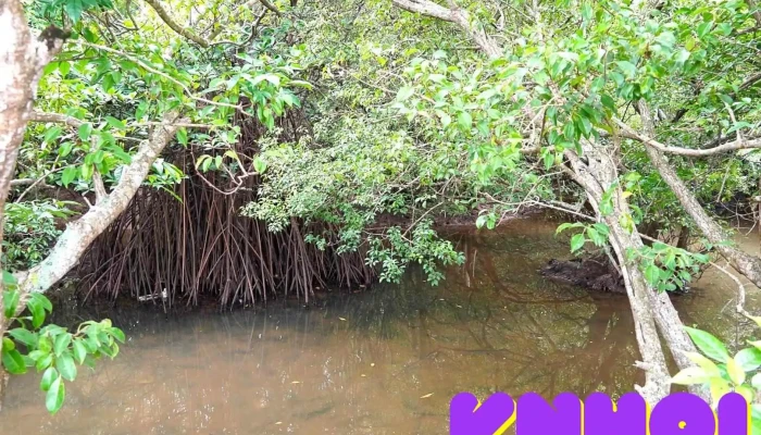Rung Ru Cha Moi Nhat - Thành Phố Huế