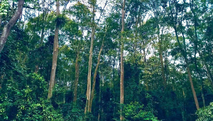 Rung Sang Le Tam Dinh   Tuong Duong Cua Chu So Huu - Nghệ An
