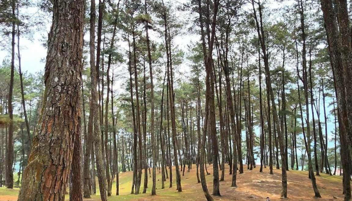 Rung Thong Yen Minh Tat Ca - Hà Giang