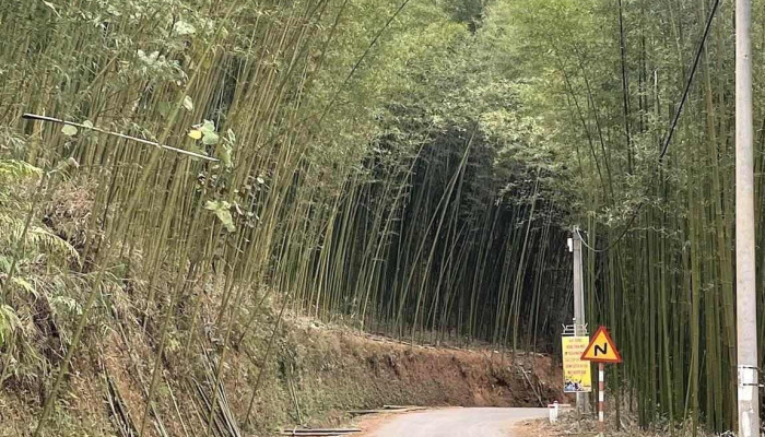 Rung Truc Lung Pan Moi Nhat - Cao Bằng