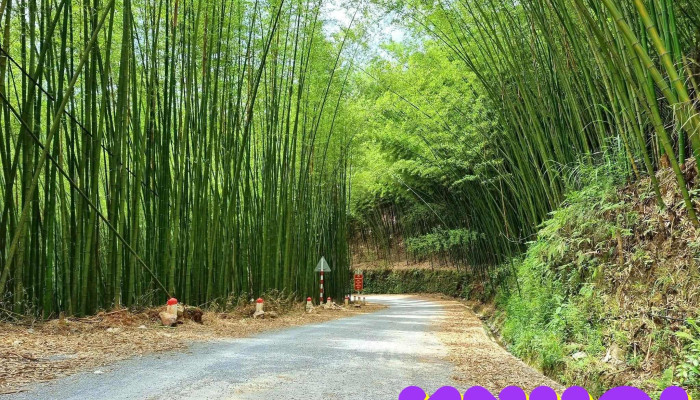 Rung Truc Lung Pan Tat Ca - Cao Bằng