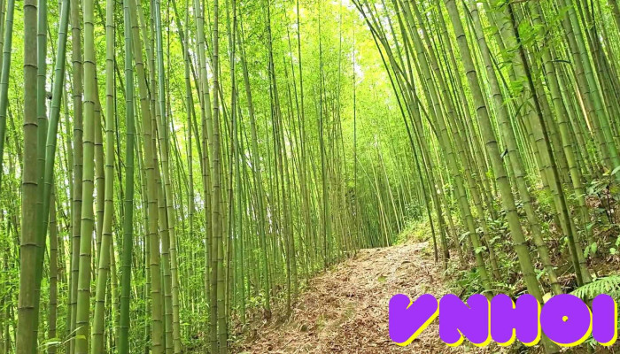 Rung Truc Lung Pan Video - Cao Bằng