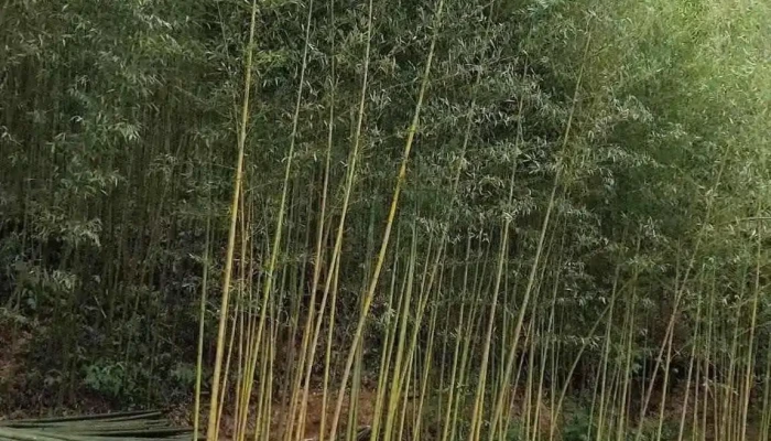 Rung Truc Nguyen Binh Video - Cao Bằng