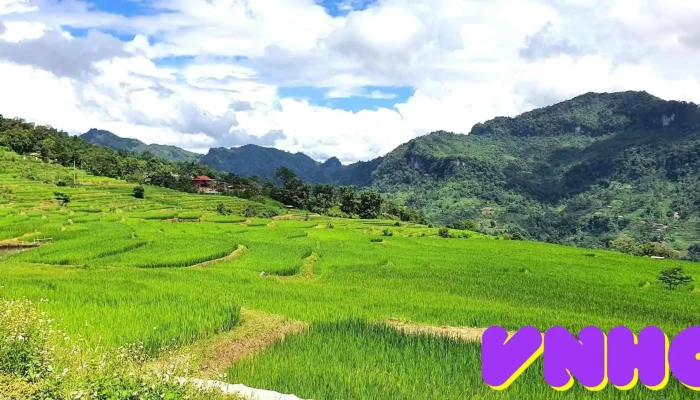 Ruong Bac Thang Hong Thai Rung - Tuyên Quang