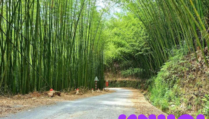 Rừng trúc Lũng Pán - Cao Bằng