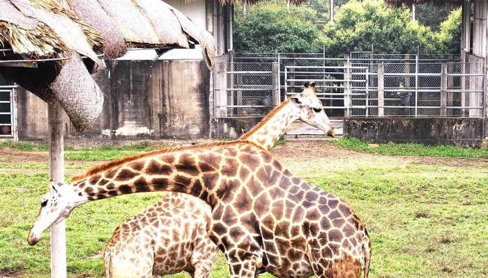 Safari Muong Thanh Tat Ca - Nghệ An