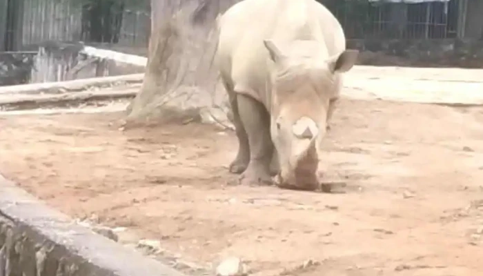 Safari Muong Thanh Video - Nghệ An