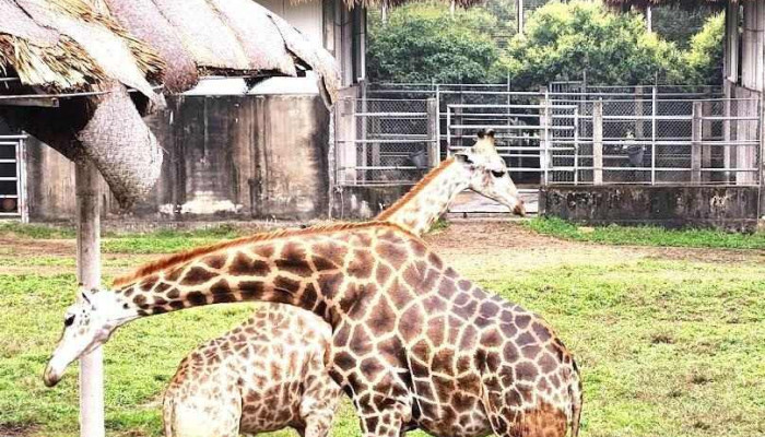 Safari Mường Thanh - Nghệ An