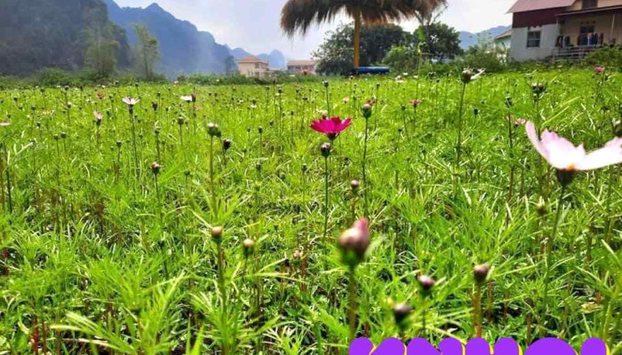 Suoi Hoa Bac Son Cua Chu So Huu - Lạng Sơn