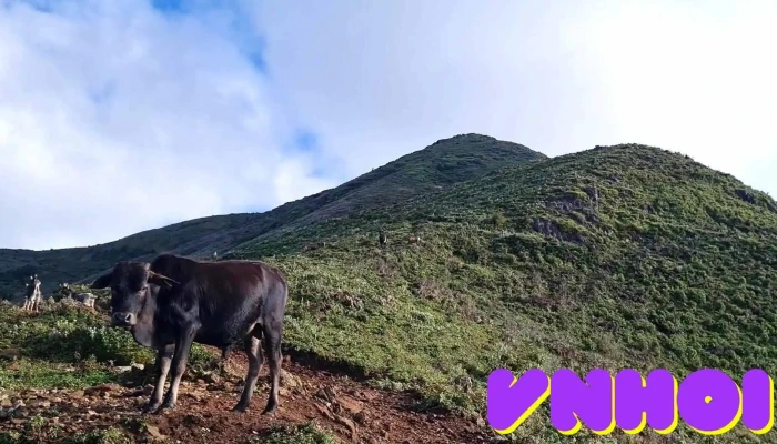 Ta Chi Nhu Video - Yên Bái