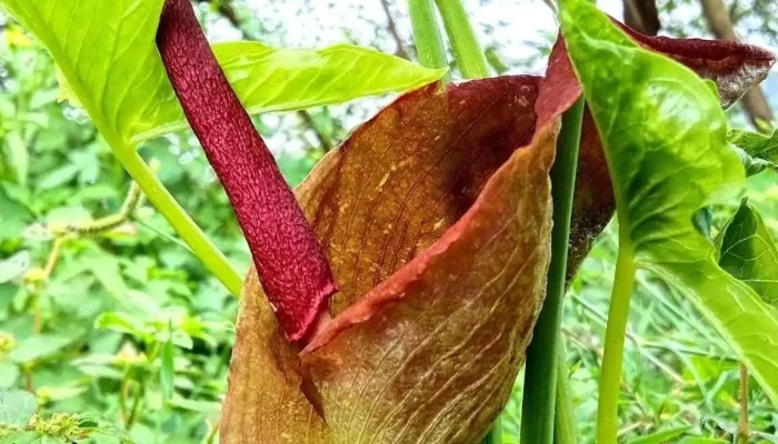 Thac Da Ngon   Phu Quoc Moi Nhat - Kiên Giang
