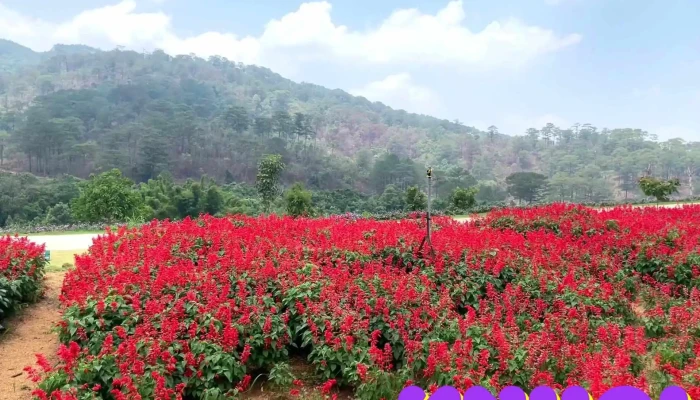 The Florest Hoa Trong Rung Video - Lâm Đồng