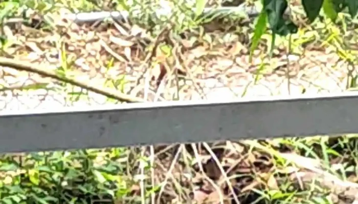 Thi Xa Cai Lay Video - Tiền Giang
