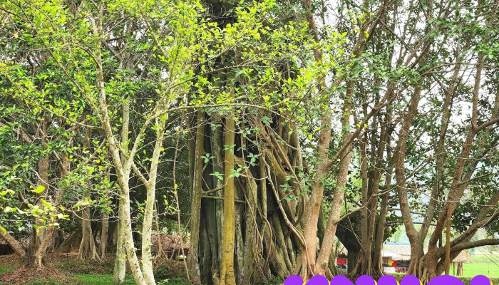 Thon Cay Thi Xa Thanh Huyen Son Duong Tinh Tuyen Quang Tat Ca - Tuyên Quang