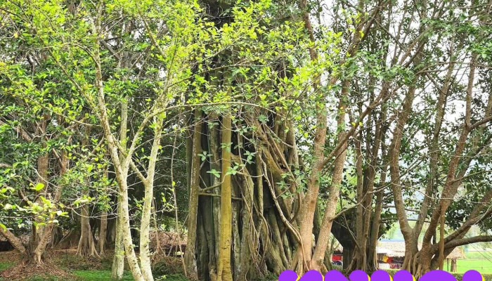 Thôn Cây thị xã thành huyện Sơn Dương tỉnh Tuyên Quang - Tuyên Quang