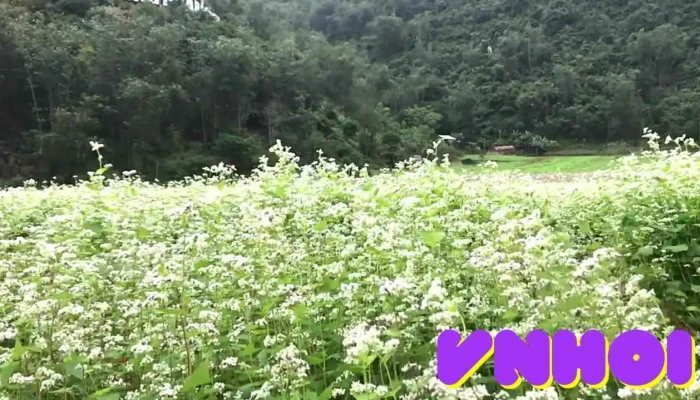Thung Lung Hoa Bac Son Video - Lạng Sơn