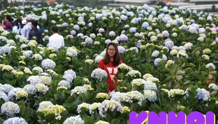 Thung lũng hoa cẩm tú cầu - Lâm Đồng