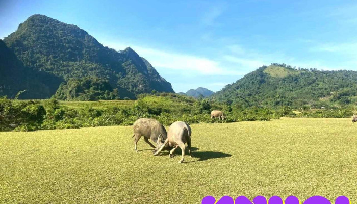 Thung lũng Nà Lùng - Lạng Sơn