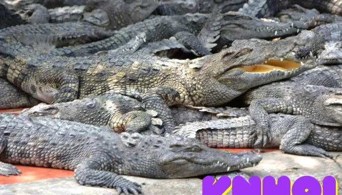 Trai Ca Sau Long Xuyen Tat Ca - An Giang