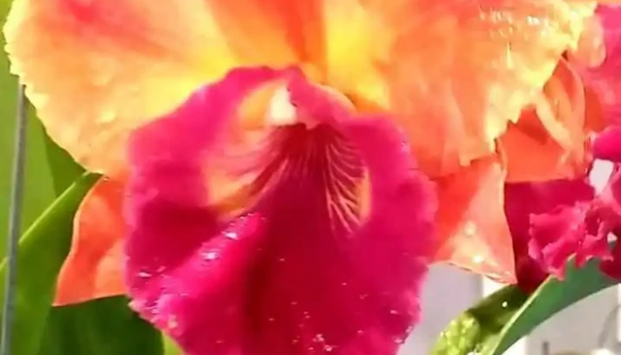 Tram Koi Garden Coffee Video - Bình Phước