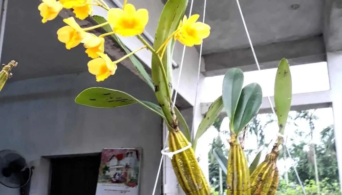 Truc Thang Tat Ca - Nam Định