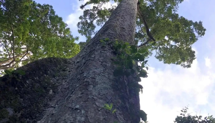 Trung Tam Du Khach Vqg Cuc Phuong Cay Dang Co Thu - Ninh Bình