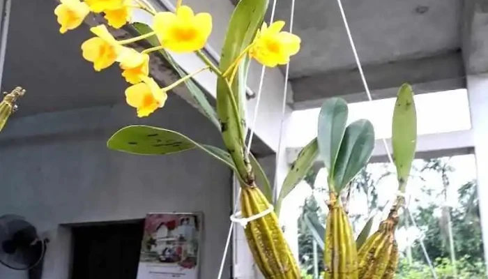 Trực Thắng - Nam Định