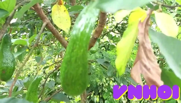 Tx La Gi Video - Bình Thuận