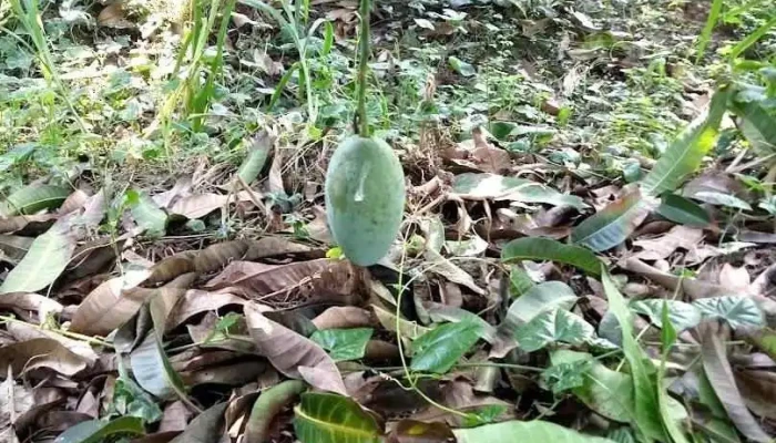 Tấn Mỹ - An Giang